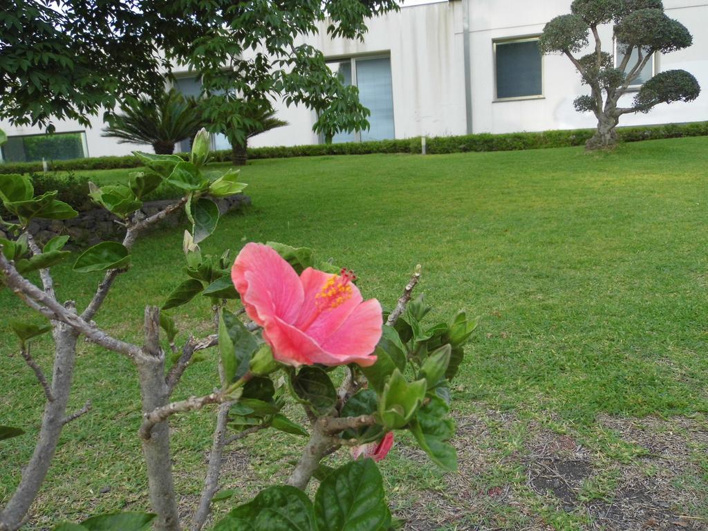 דירות סנטה ונרינה Fiore Dell'Etna מראה חיצוני תמונה